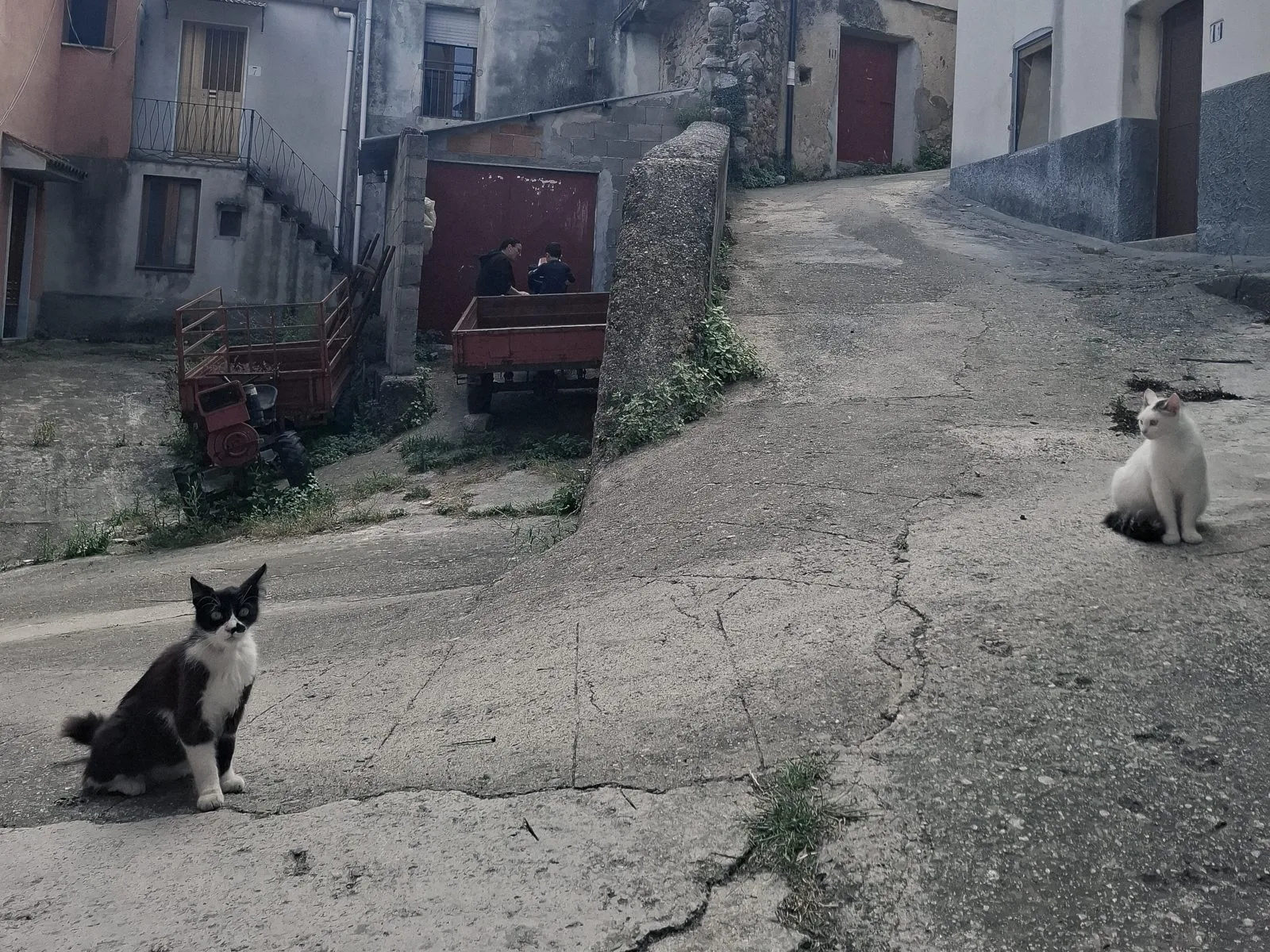 Ruelle de Camini, des chats sur le béton fissuré